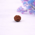 Certified 2 Mukhi Nepali Rudraksh for Relationship Harmony & Emotional Balance
