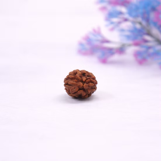 Certified 2 Mukhi Nepali Rudraksh for Relationship Harmony & Emotional Balance