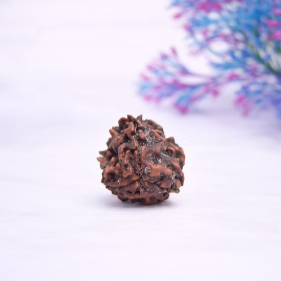 Certified 3 Mukhi Nepali Rudraksh for Confidence, Transformation & Energy